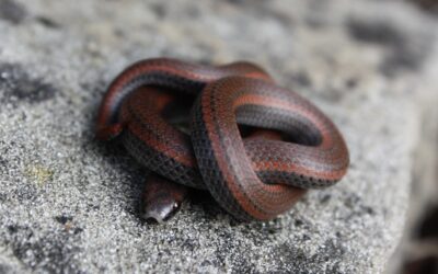 Online Presentation – April 18 : Sharp-tailed Snakes and Other Reptiles and Amphibians of Vancouver Island and the Gulf Islands