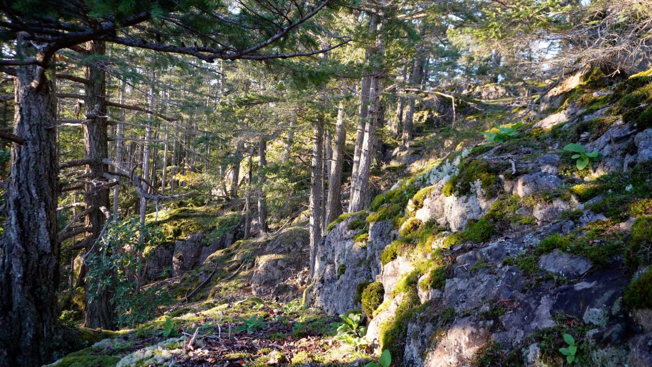 Salish View Nature Reserve Lasqueti Island Nature Conservancy   Salish View October 23 Mm 1 1280x720 