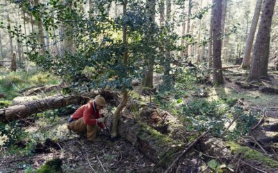 Join us for LINC’s Holly Haul – Sunday, November 9