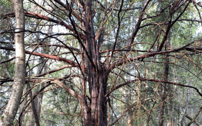 Help LINC Make a Difference: Year-End Giving