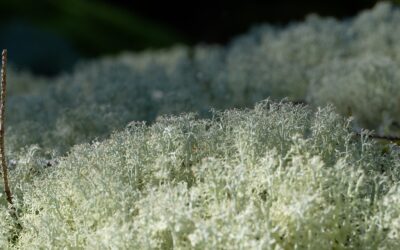 With Gratitude: Your Support Raised Over $11,000 for LINC