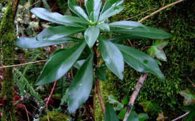 Join us for the Spurge Purge – Sunday March 22