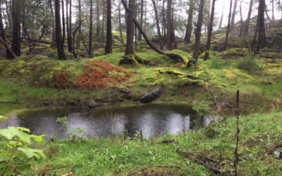 Salish View Work Party, Sunday April 12