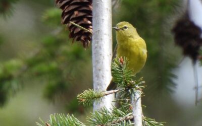 Join us for a Bird Walk with Pierre Geoffray, Saturday, May 2