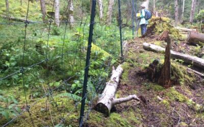 Mount Trematon Nature Reserve Work Party, Sunday June 14