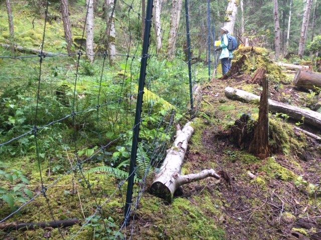 Mount Trematon Nature Reserve Work Party, Sunday June 14