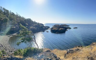 Invasive plant removal work party at Point Young, July 31